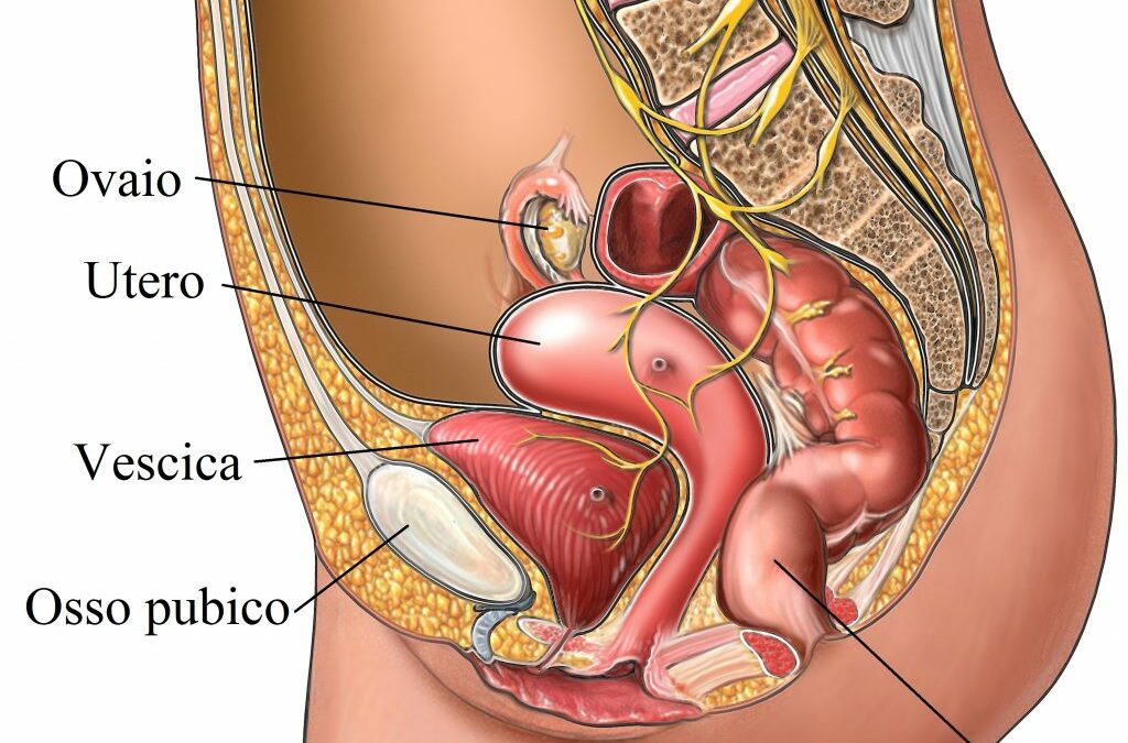 Il ciclo sessuale femminile e la riflessologia plantare