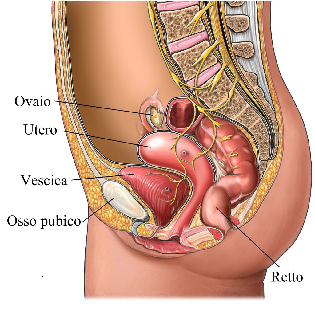 Basso ventre femminile anatomia