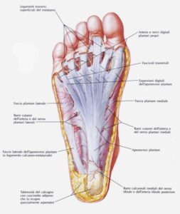 Fascia plantare